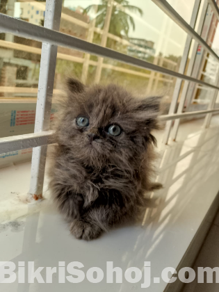 Pure Persian Ash Female kitten